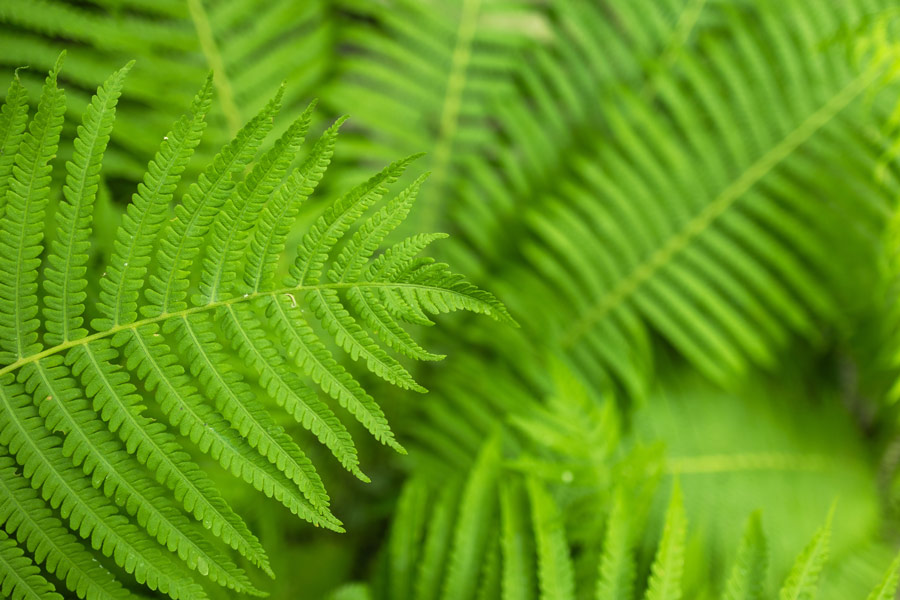 Beautiful fern leaf texture in nature. Natural ferns blurred background.