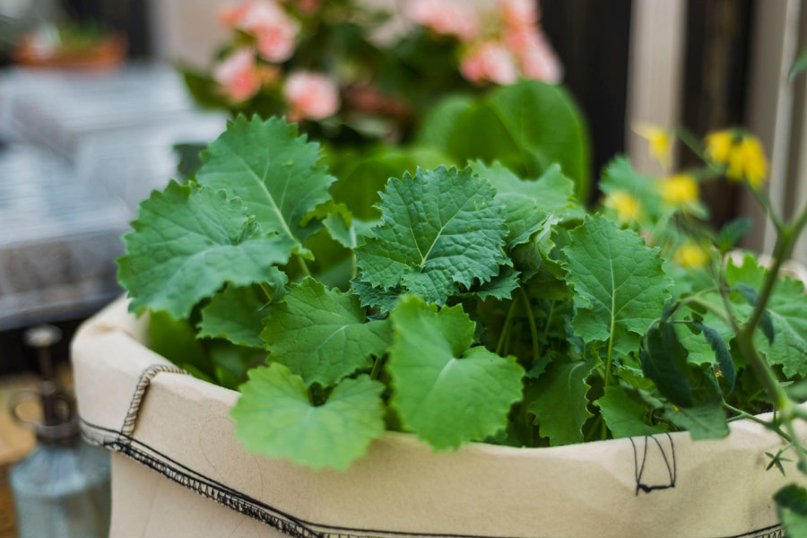 Bright green kale inside of a greenhouse
