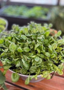 Small spinach greens