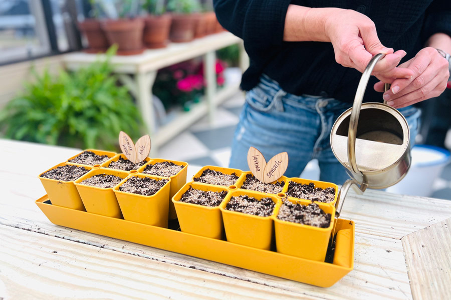 Woman holding a watering can and adding it to a tray with seeds growing.