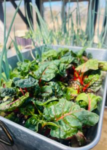 Bright lettuce growing in a container in a Yoderbilt greenhouse