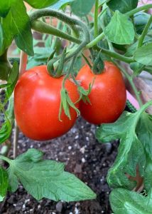 Two bright red tomatoes in a garden