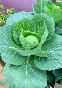 Close up of bright green lettuce