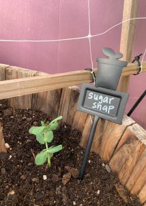 Sugar snap growing inside of a Yoderbilt Greenhouse.