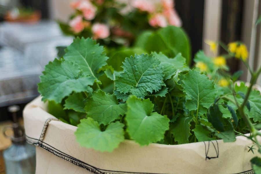 A close up of leafy greens in a basket