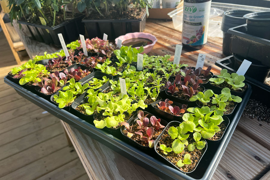 Lettuce growing in a Yoderbilt greenhouse