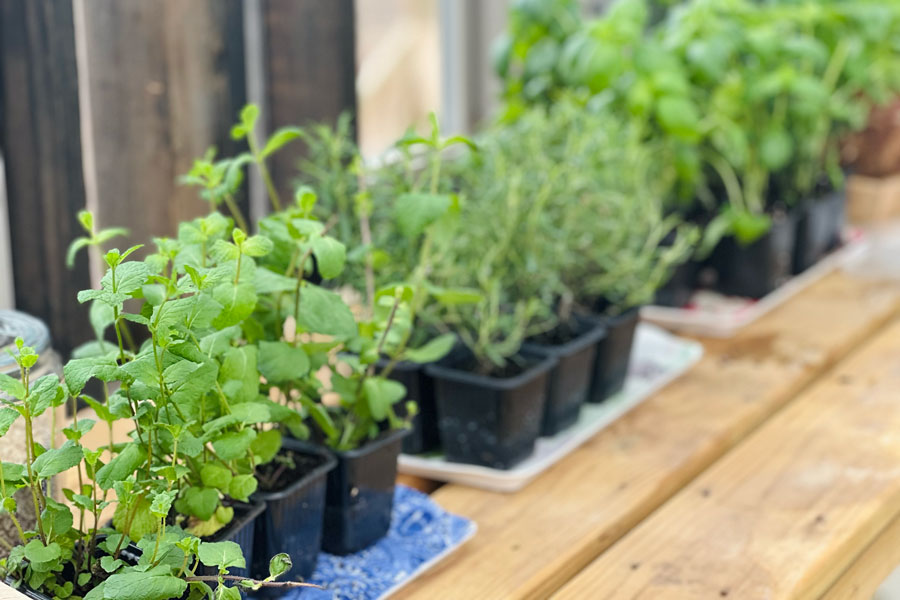 Herbs placed next to each other inside of a Yoderbilt Greenhouse