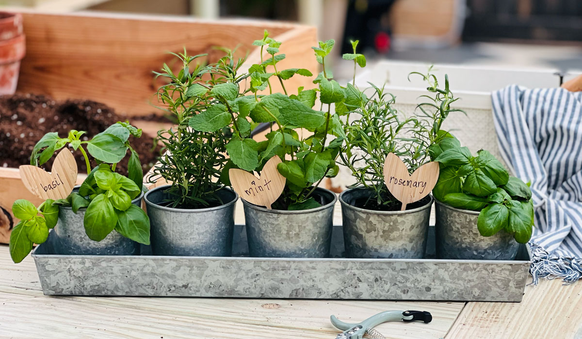 Herbs in small steel gardening pots