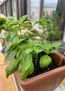 Up close of herbs growing in a Yoderbilt Greenhouse