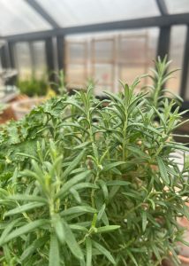 Fresh herbs growing in a Yoderbilt greenhouse