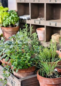 Herbs growing in terracotta pots in a Yoderbilt greenhouse