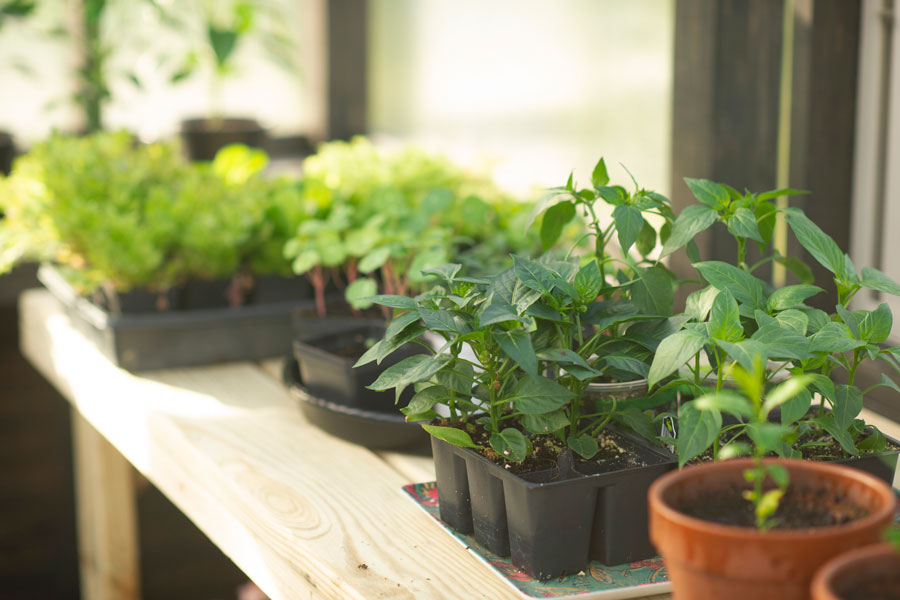 Rows of plants in a Yoderbilt Greenhouse