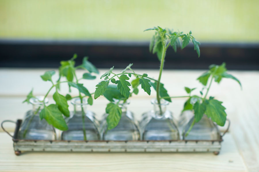 Closeup of an herb plant sprouting