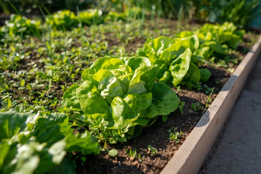 Lettuce growing in a garden bed.