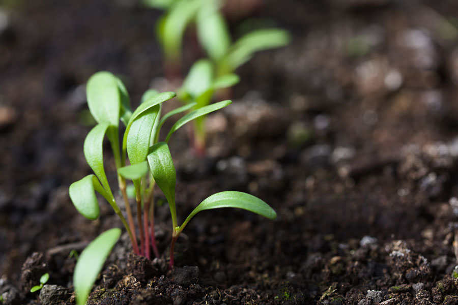 Small seedling sprouting.