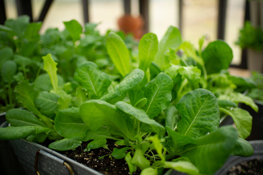 Mesclun lettuce