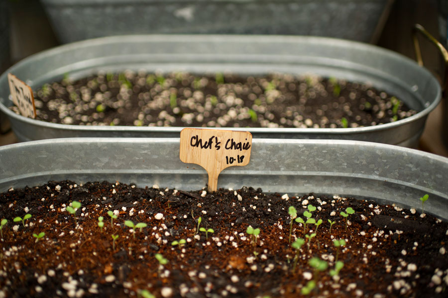 Chef's choice mesclun lettuce