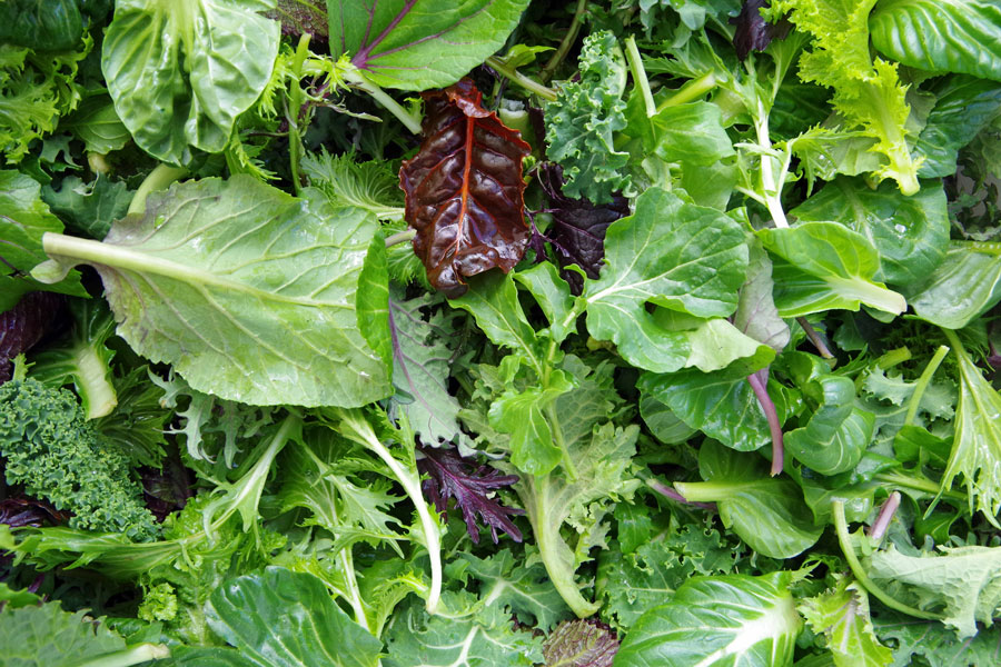 Close up of mesclun lettuce
