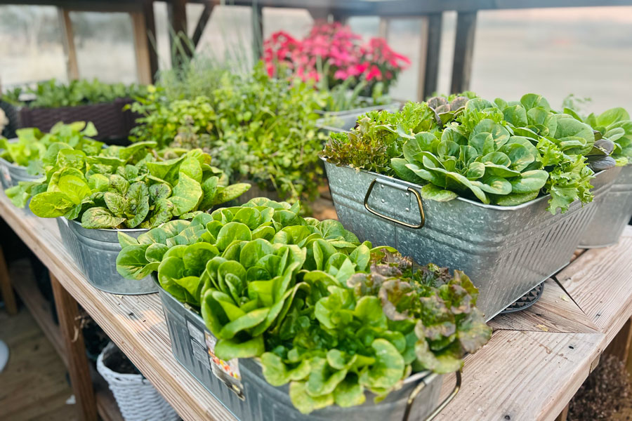 A tin container of lettuce inside a Yoderbilt Greenhouse