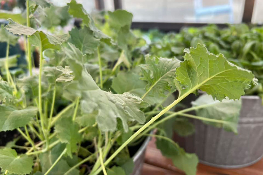 Kale growing inside of a Yoderbilt Greenhouse