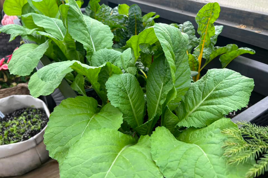 mustard greens inside of a yoderbilt greenhouse