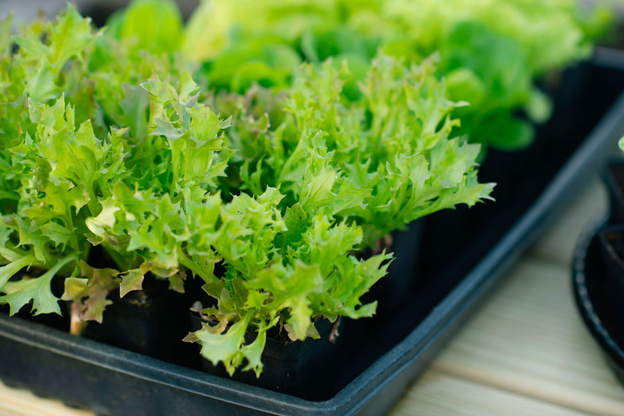 Lettuce growing in a Yoderbilt Greenhouse