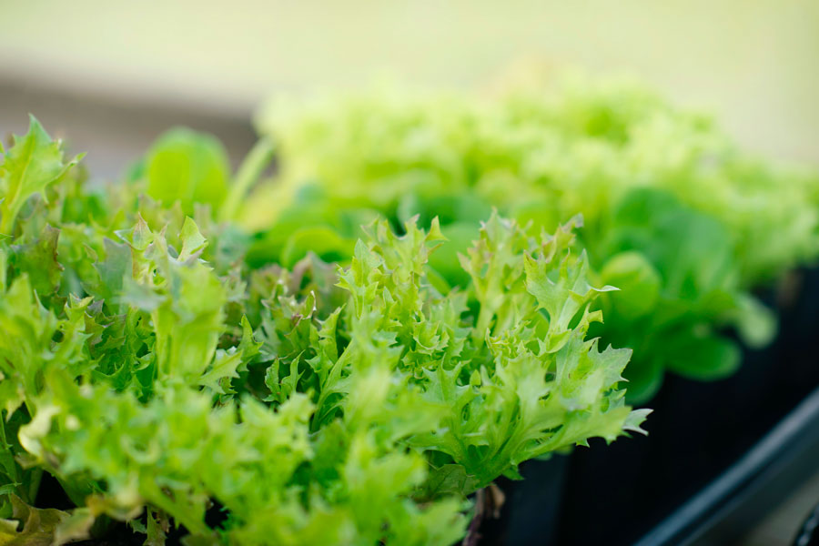 Bright green lettuce growing in a Yoderbilt greenhouse