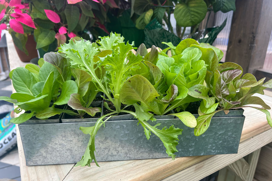 Lettuce growing in a Yoderbilt Greenhouse