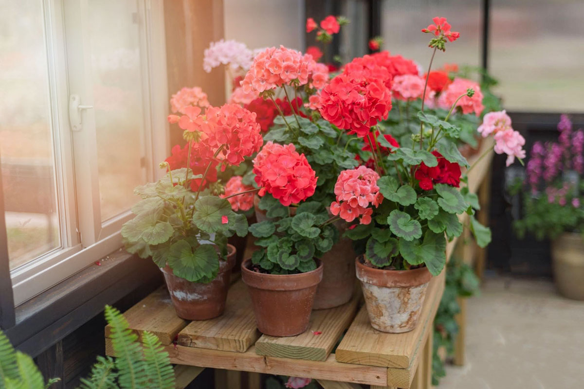 Geraniums in Yoderbilt Greenhouse