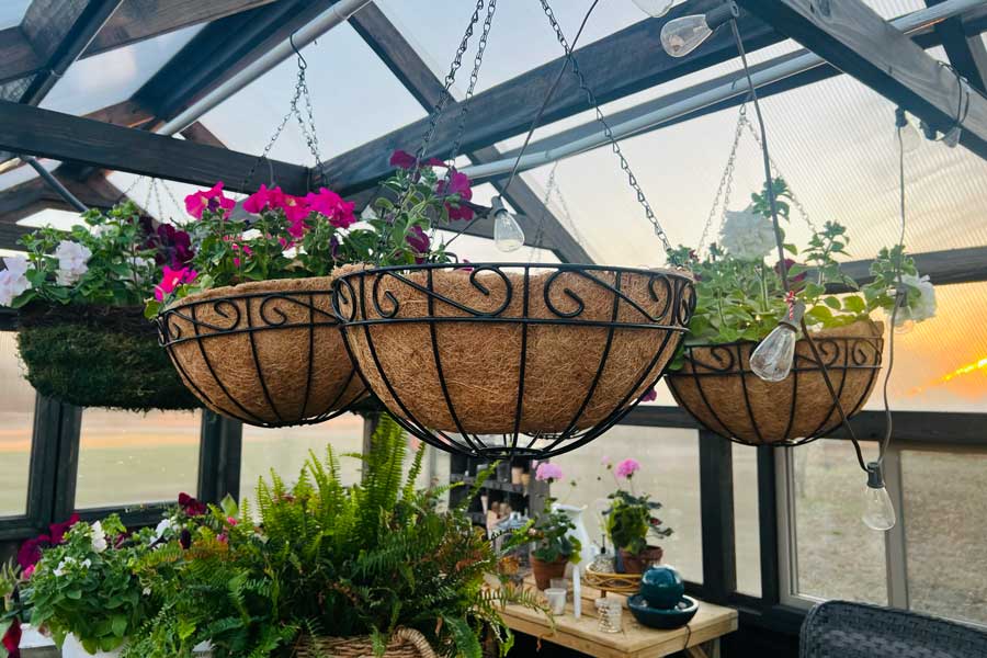Hanging basket in a Yoderbilt Greenhouse