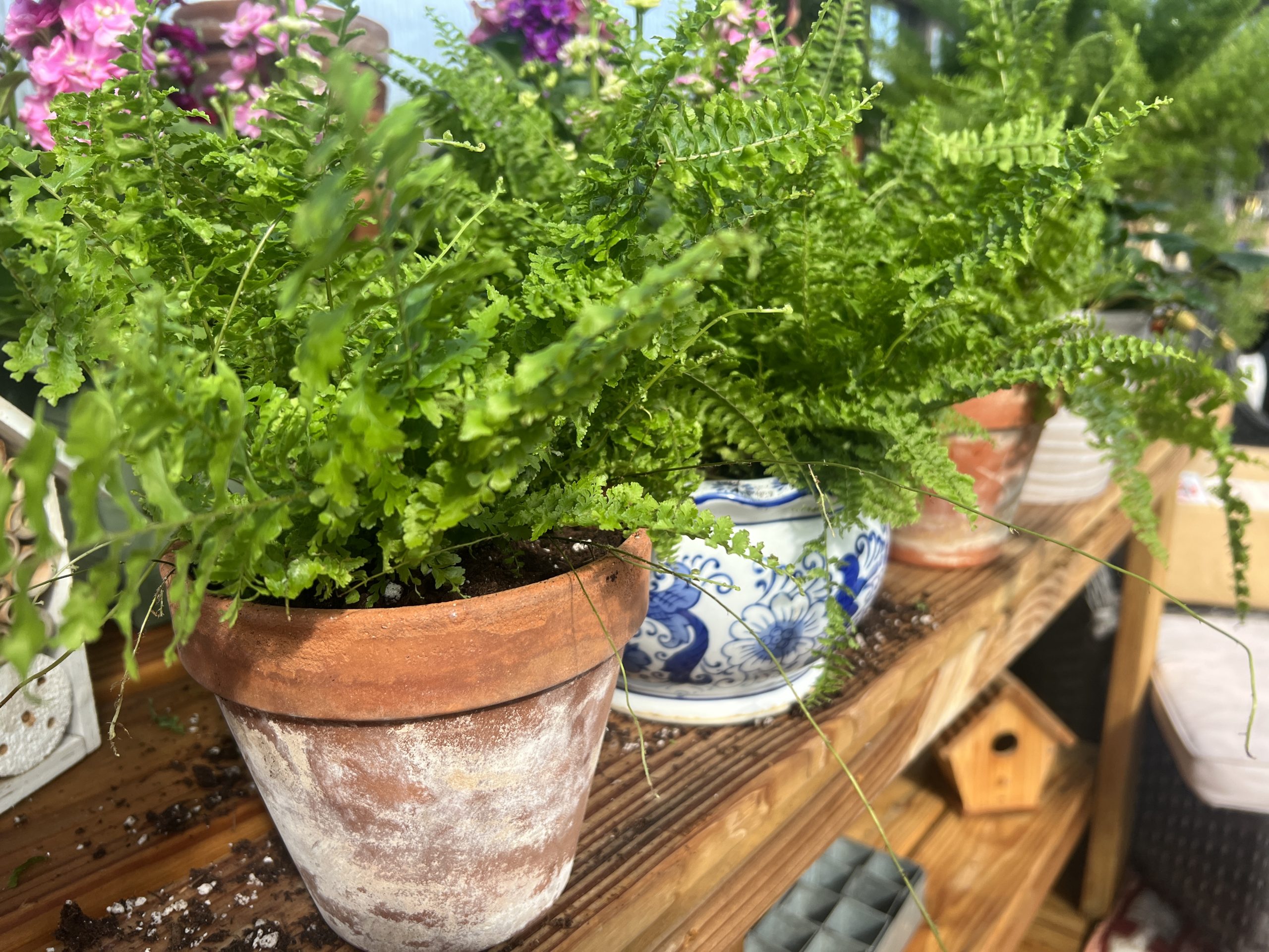Plants growing in a Yoderbilt greenhouse