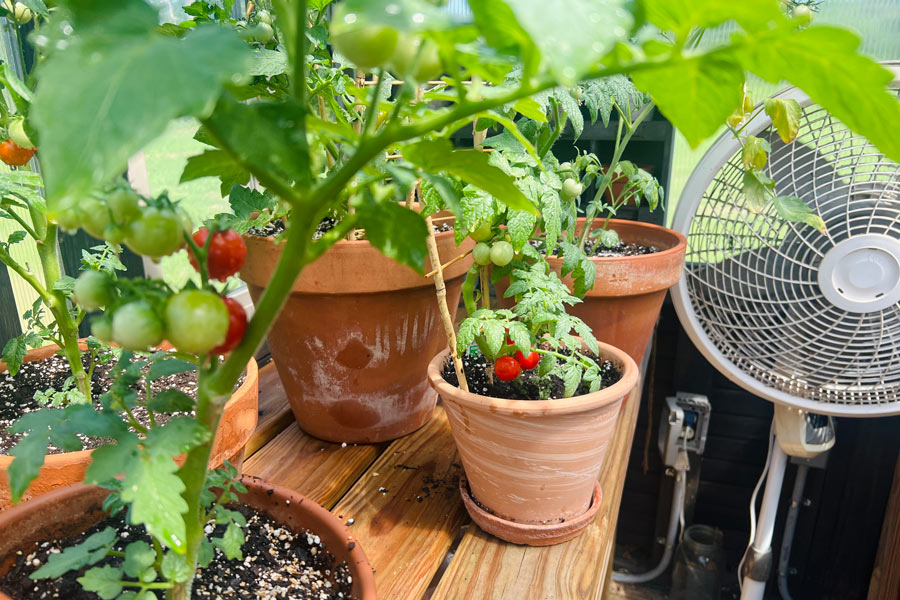 Tomato plant growing in a Yoderbilt Greenhouse