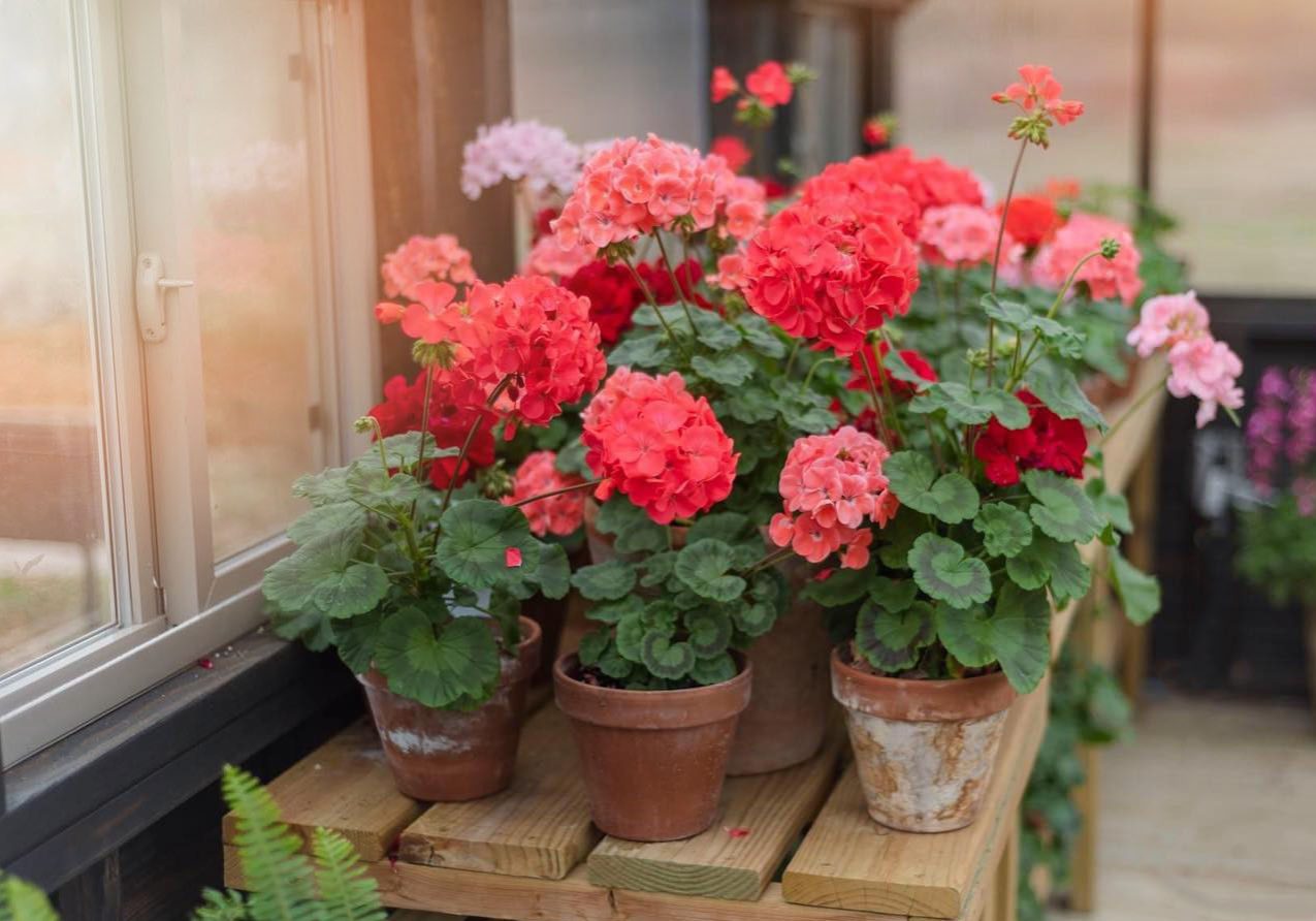 Several blooming geranium flowers in multiple pots inside a Yoderbilt Greenhouse.