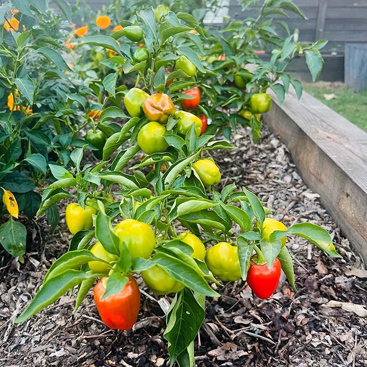 Close up of various pepper plants with different colors of peppers. They are inside a wooden planter in front of a Yoderbilt Greenhouse.