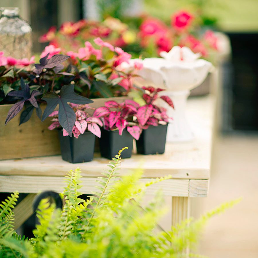 Close-up of a table inside of a greenhouse. Pink plants and flowers are sitting on the table.